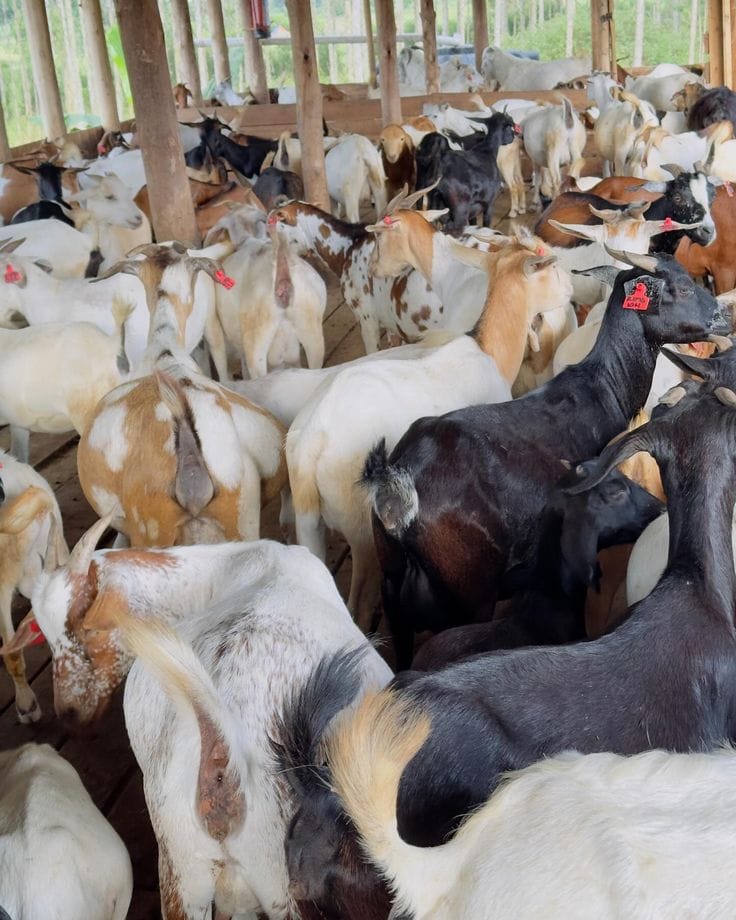 Elah Farm in Kenya