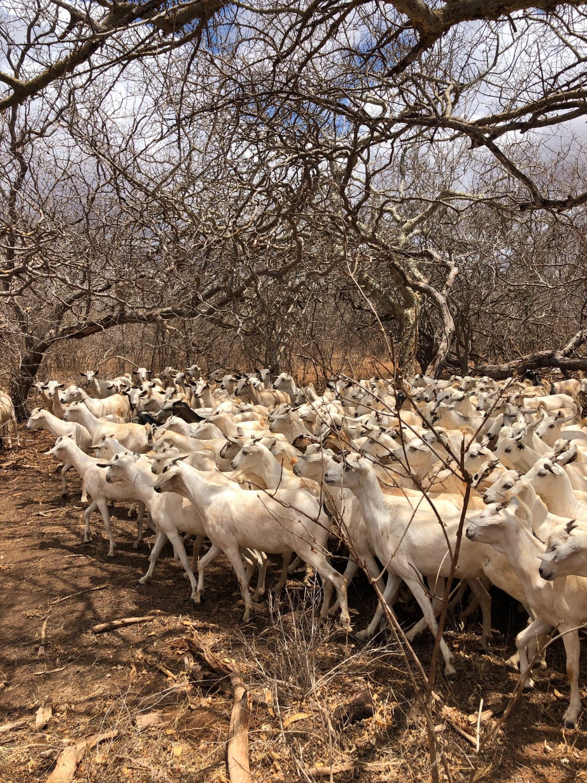 Kenyan farming