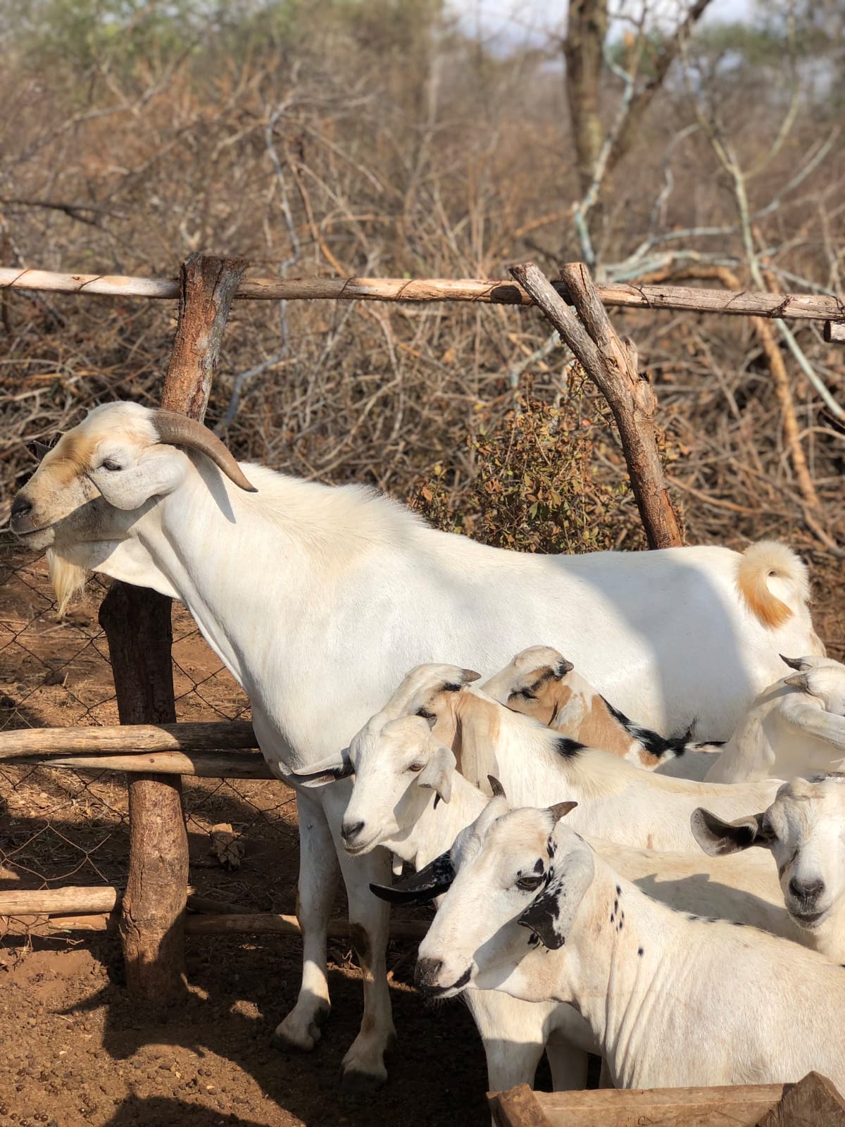 Galla Goat Meat